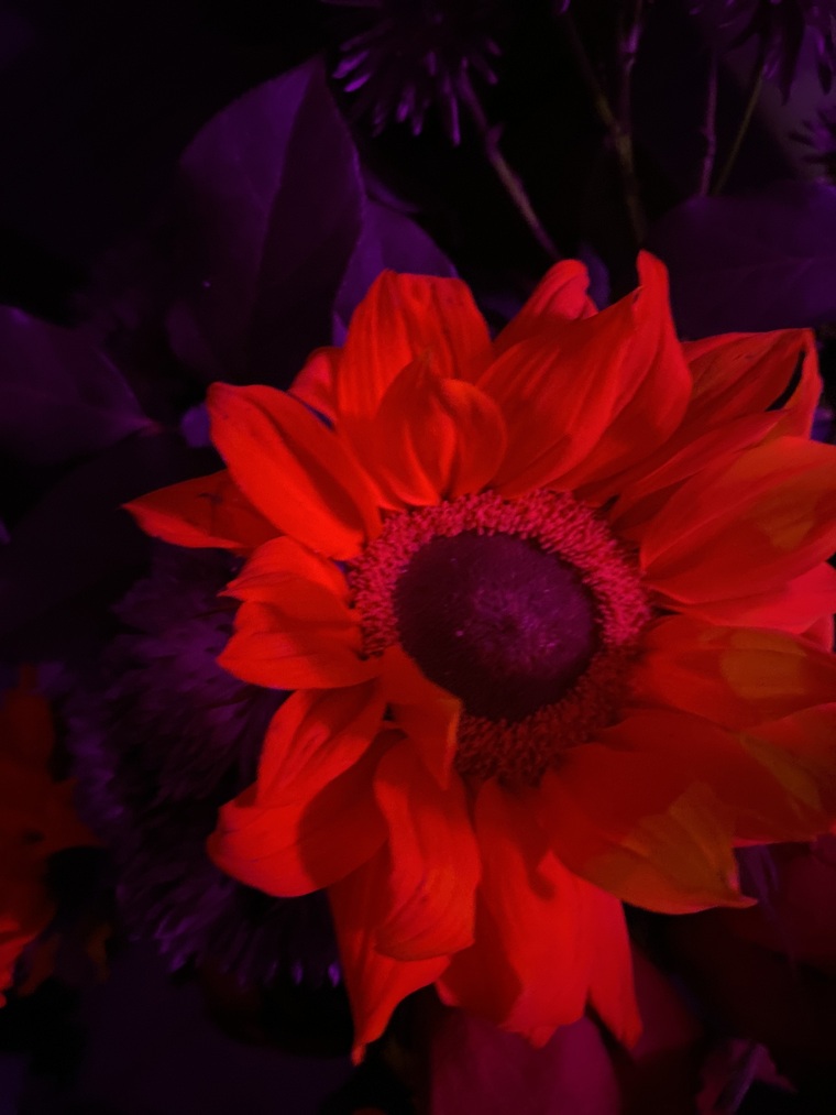 MadamNoir cover image