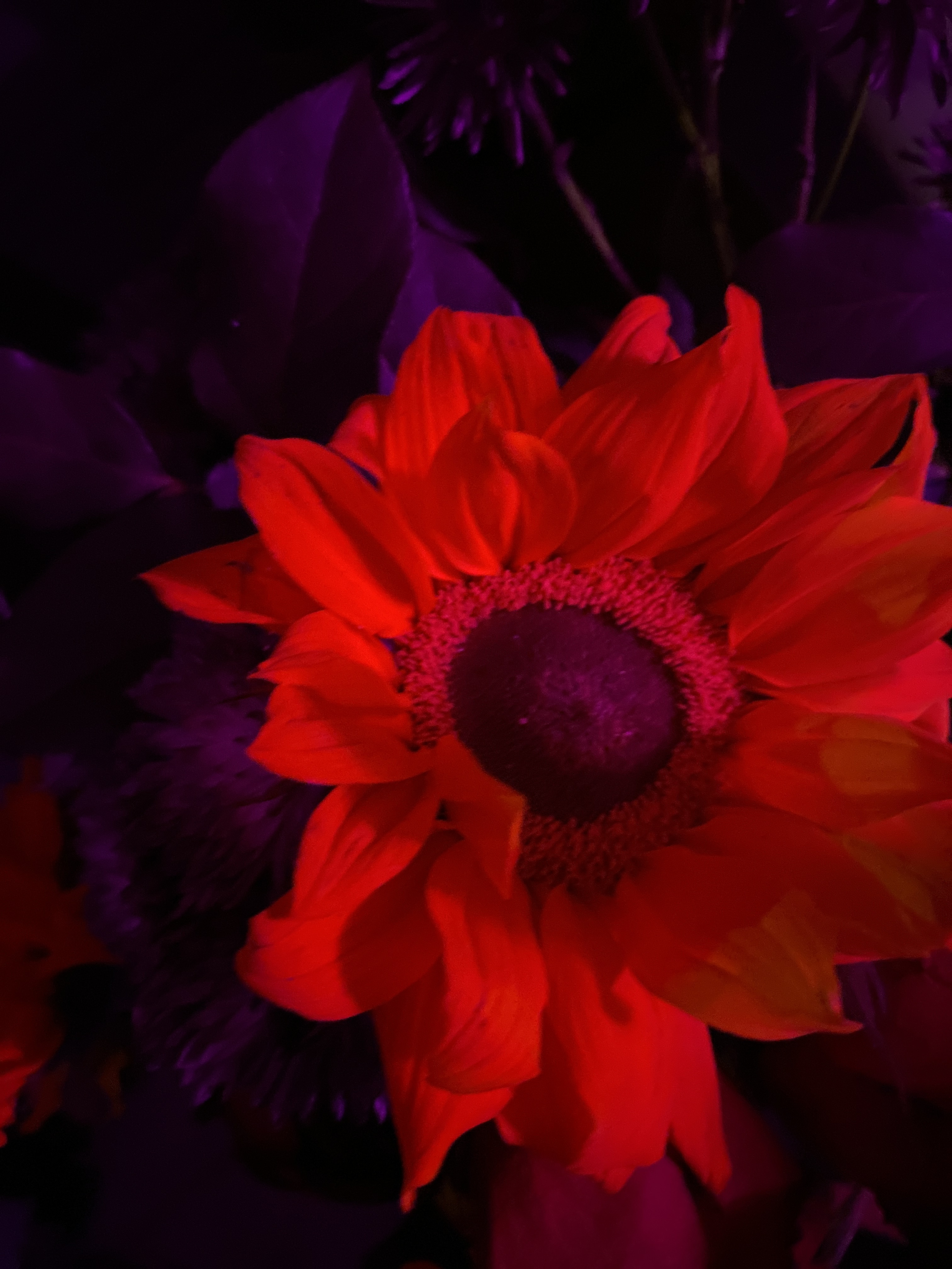 MadamNoir banner image