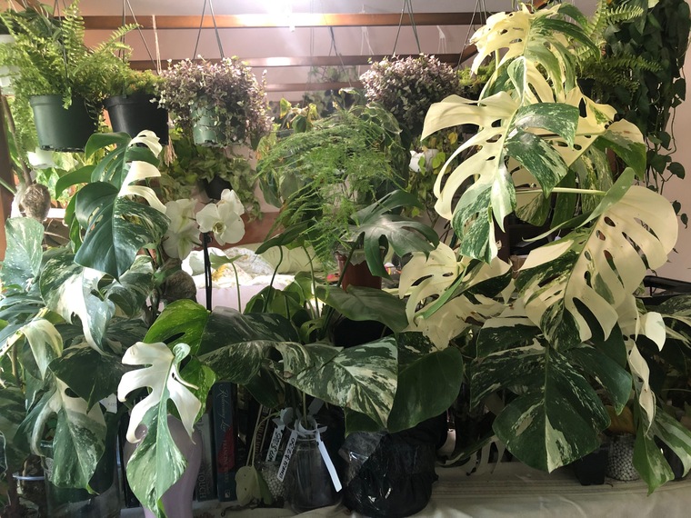 Ivy banner image