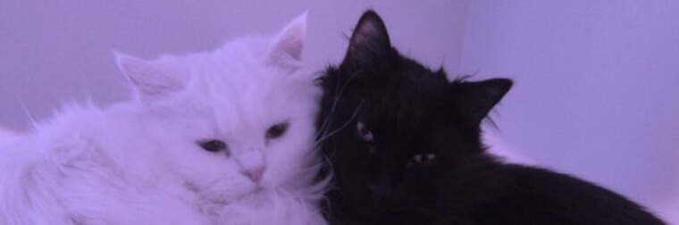 Madisonš banner image