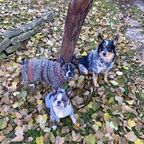 Bruce Wayne, Ollie &amp; Thea avatar