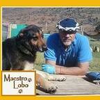 MaestroLobo avatar
