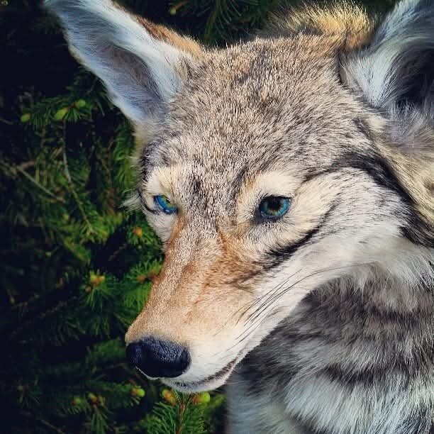 🪄🔮MagickCoyote🌌🐾 banner image