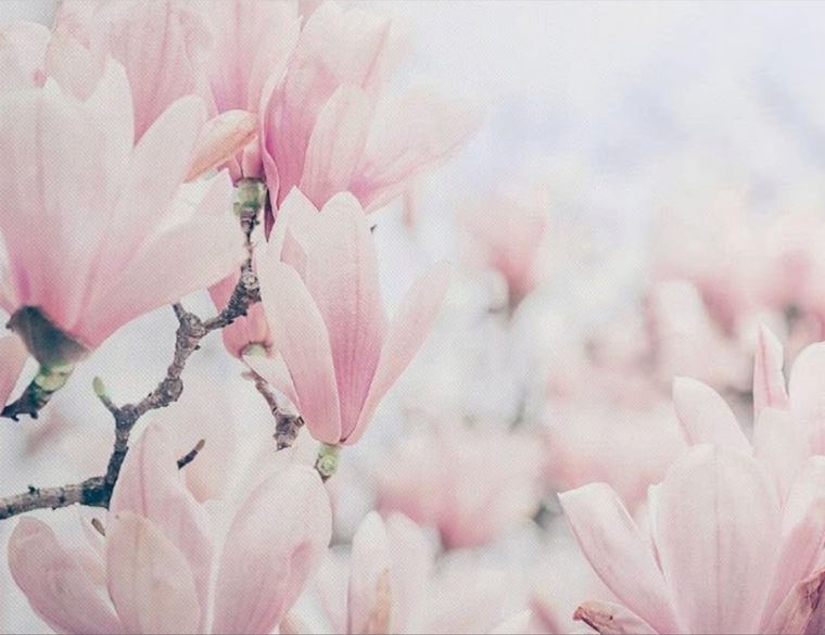 Carol Magnolia banner image