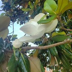 Magnolia avatar