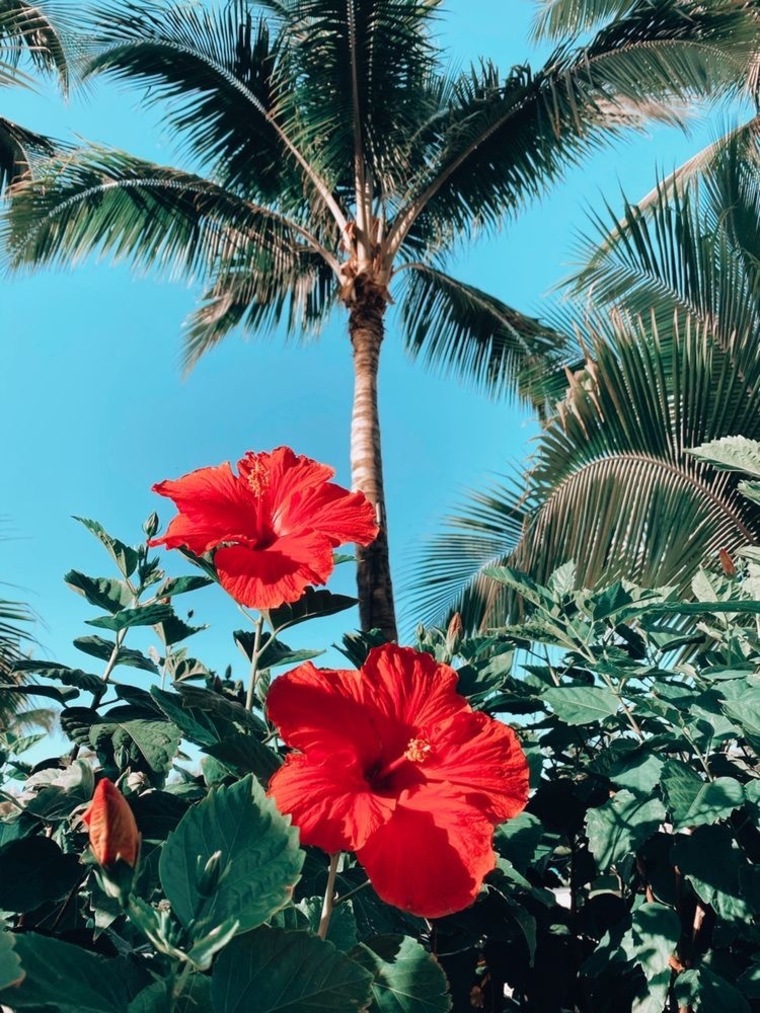 Mai Taika cover image