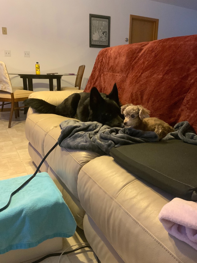 Maizey banner image