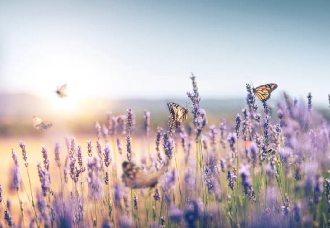 Mamita Yakelin banner image