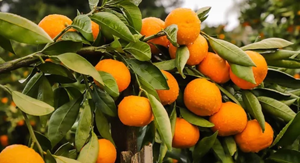 Mandarin oranges ๐ banner image