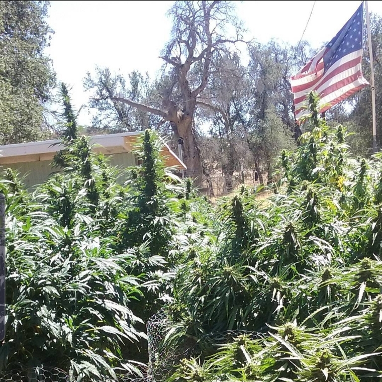 Mandy 420 cover image