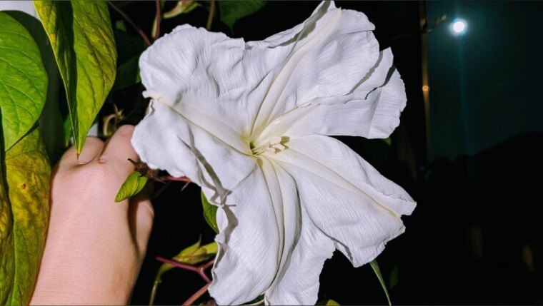🌕🌿𝕸𝖆𝖗𝖆 𝕸𝖔𝖔𝖓𝖋𝖑𝖔𝖜𝖊𝖗🌿🌕 cover image