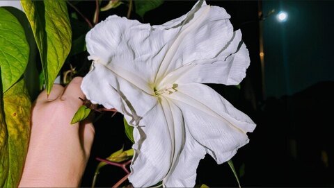 🌕🌿𝕸𝖆𝖗𝖆 𝕸𝖔𝖔𝖓𝖋𝖑𝖔𝖜𝖊𝖗🌿🌕 cover image