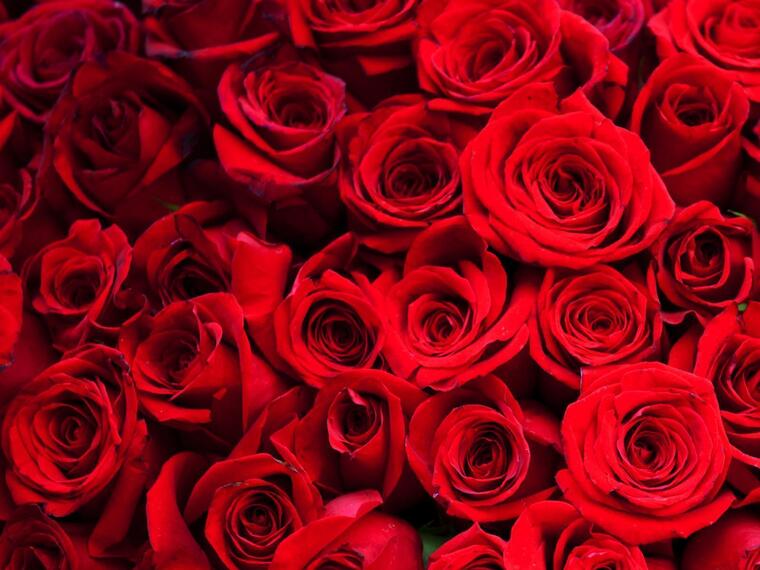 Marilyn La Rose cover image