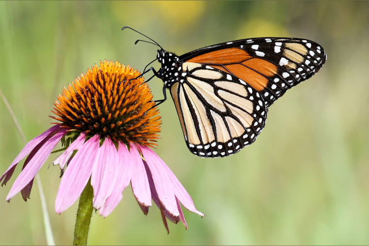 Mariposa π¦ traviesa banner image