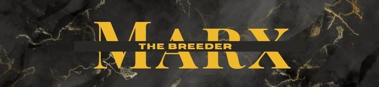 Call me Matheus banner image