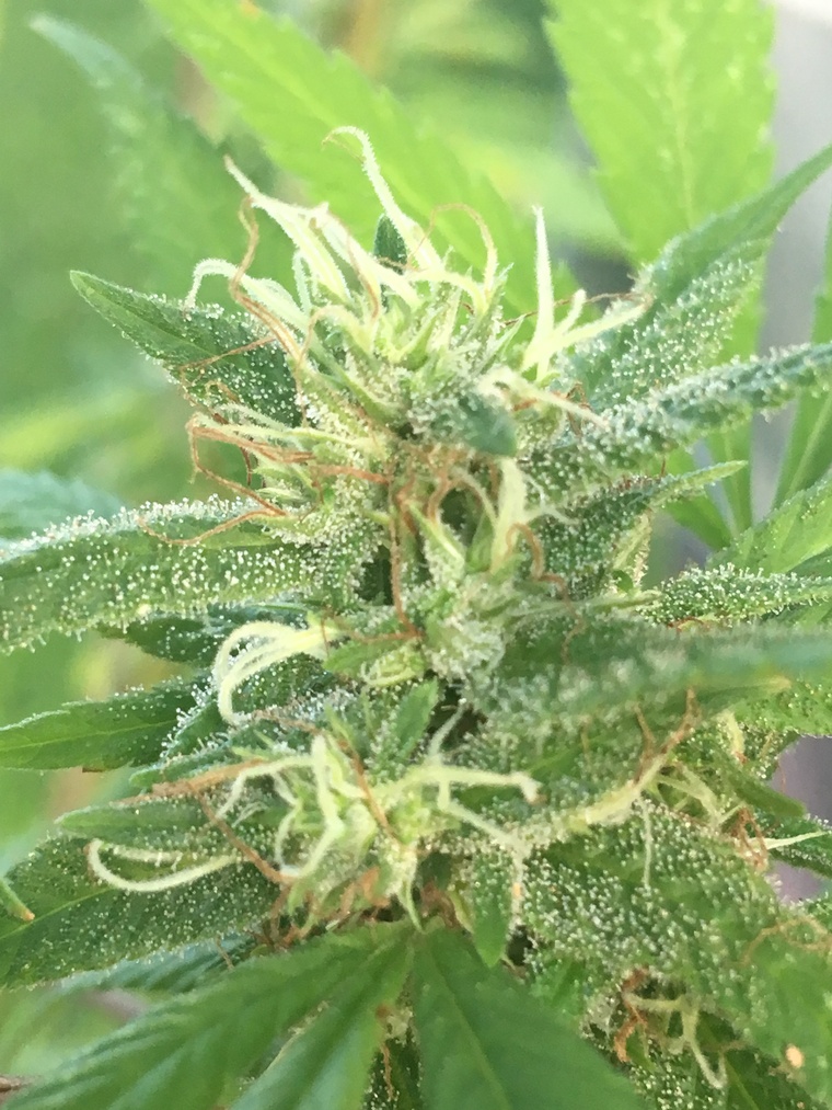 Cannabis Queen ๐ธ๐ป banner image
