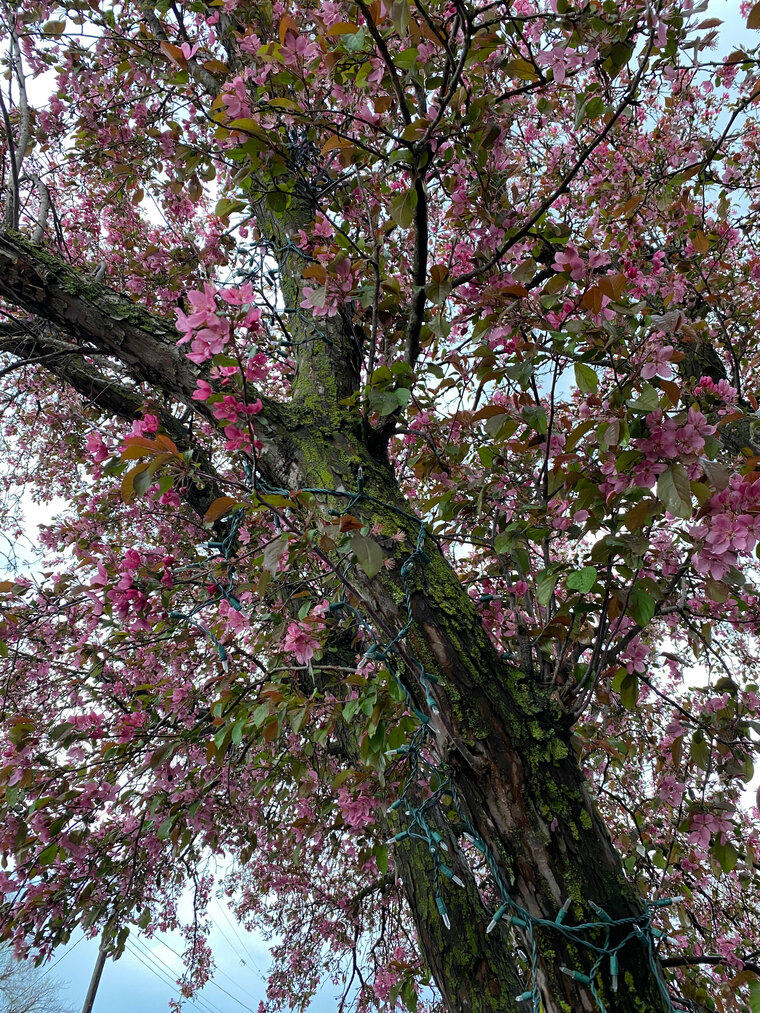 xoxosfrom_m banner image