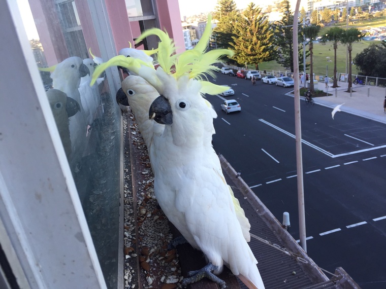 Aussie_Fella banner image