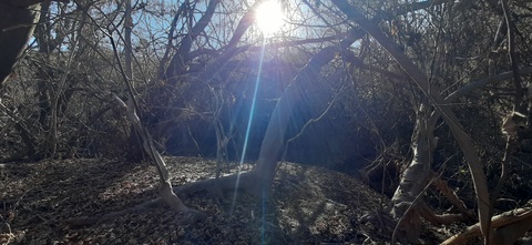Matias cover image