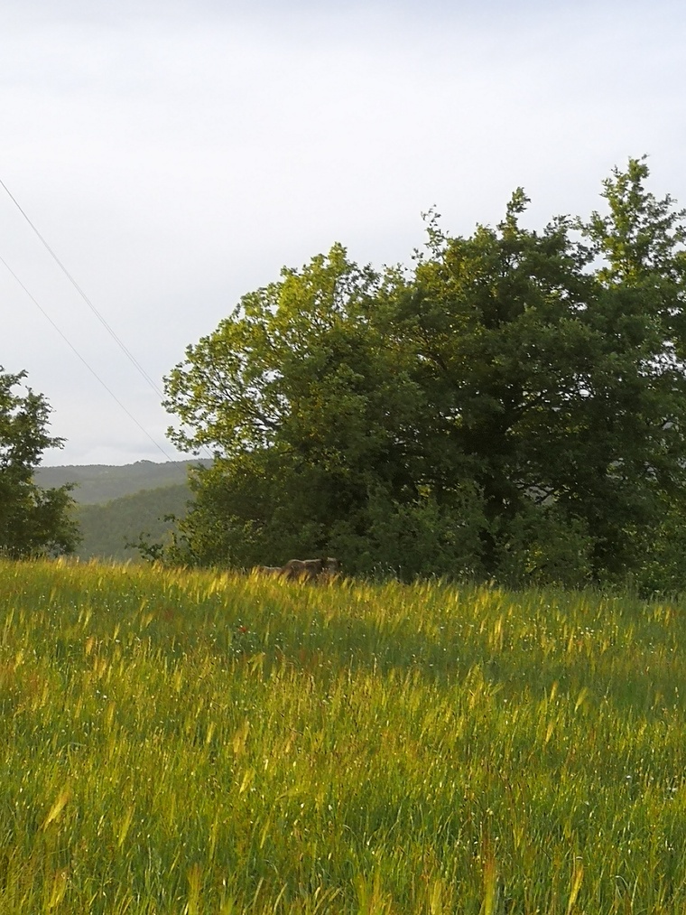 Matthew21 cover image