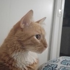 Matti avatar