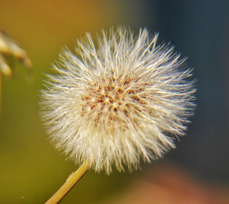 Maylin cover image