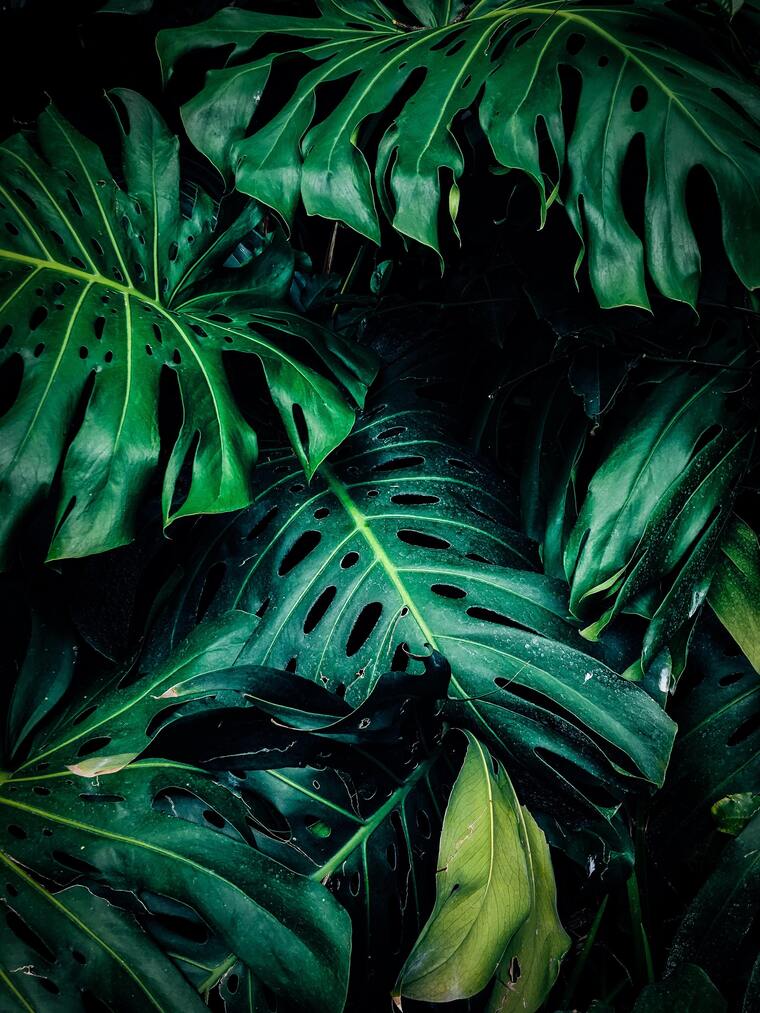 Mayma cover image