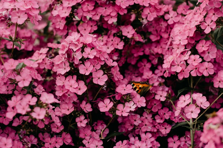 Meadow cover image