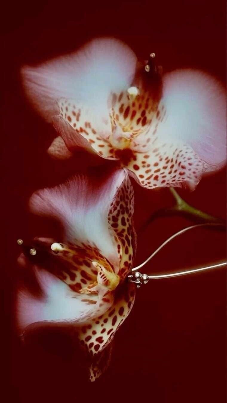 Rico cover image