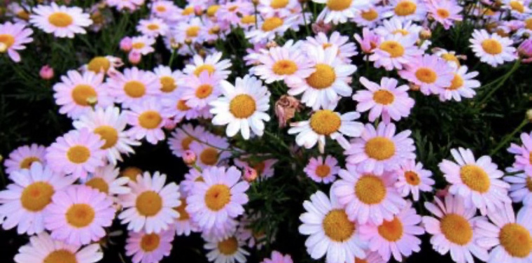 d cover image