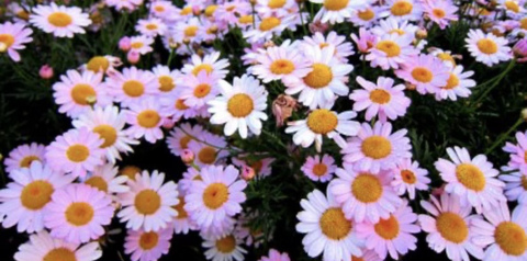 d cover image