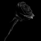 Ash Rose avatar