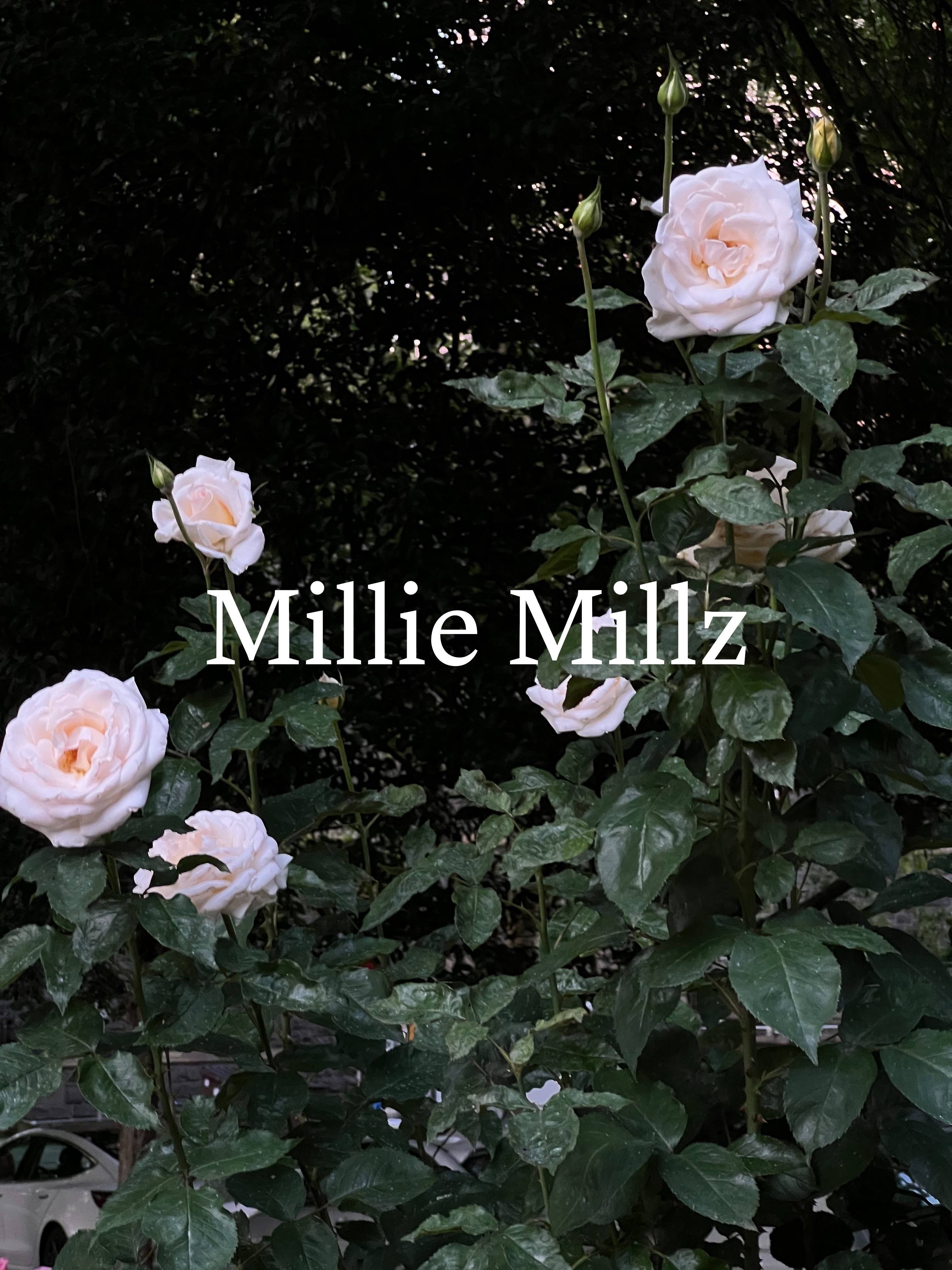 Millz πΌπ»π€ banner image