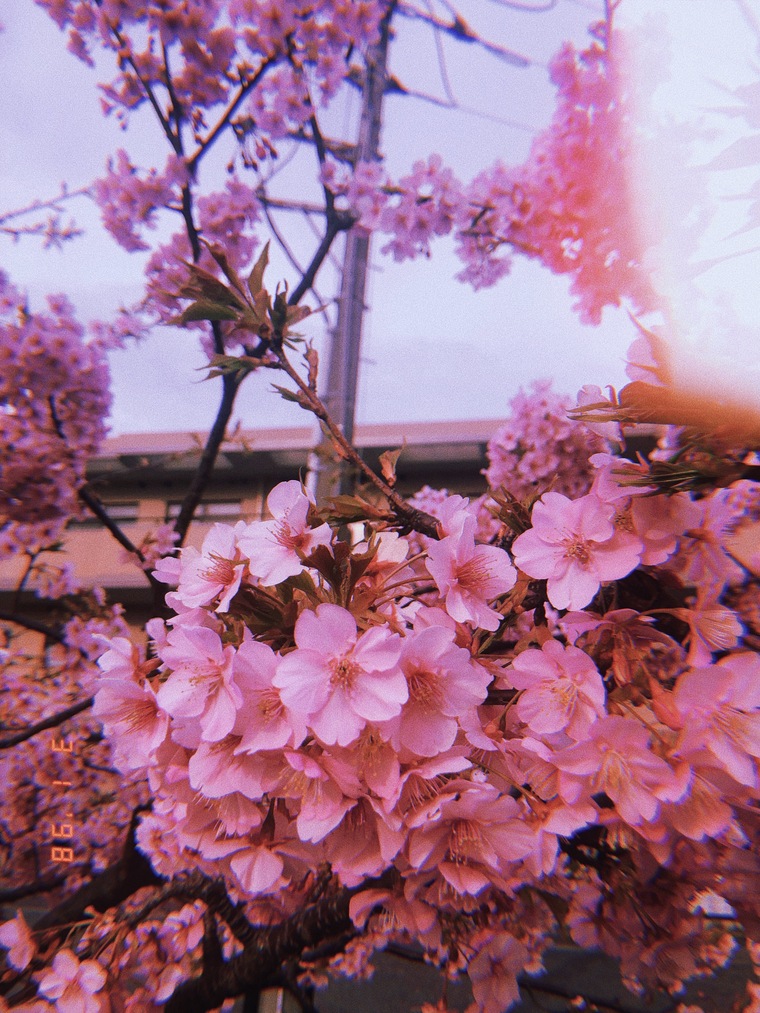Mimi Neko cover image