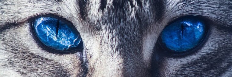 Minoufelin banner image