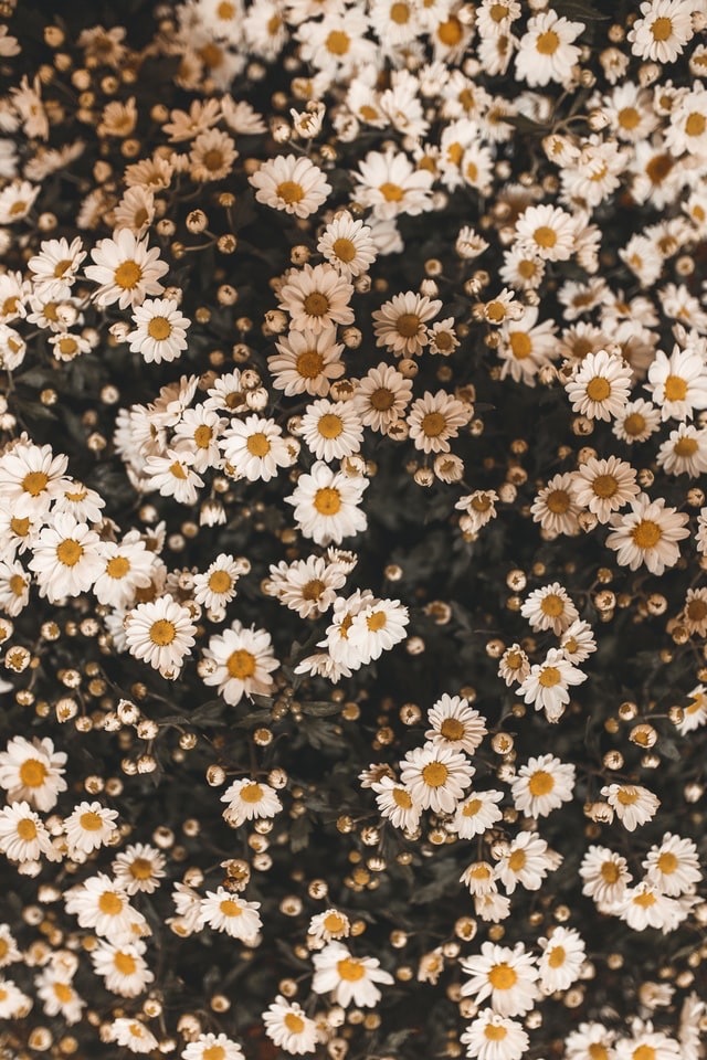 Bee banner image