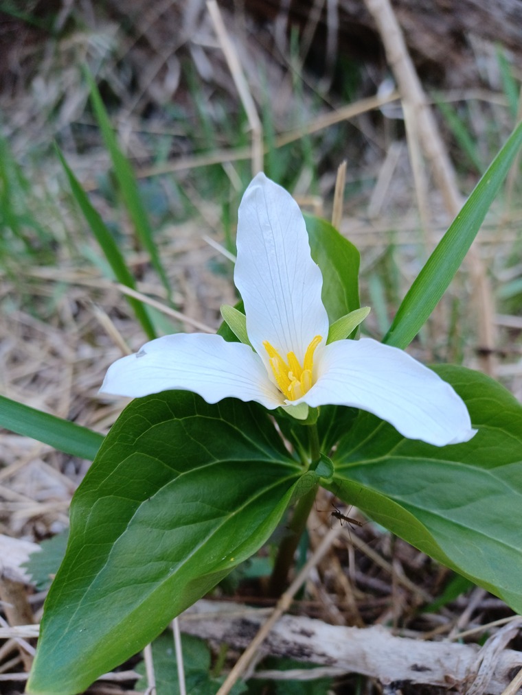 Babette banner image