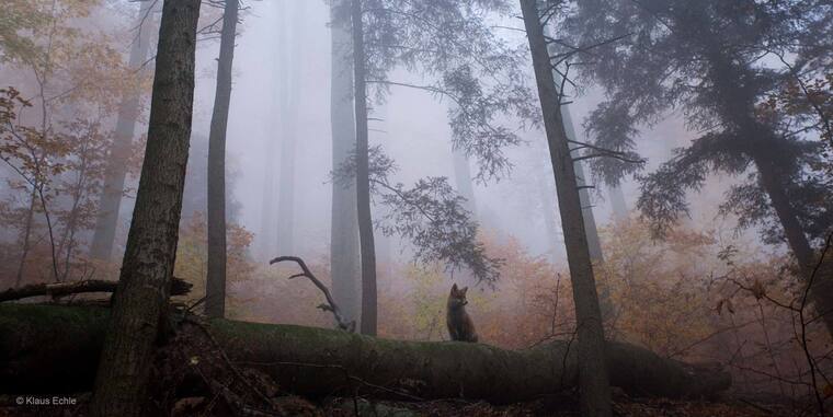 MishkaFoxxx banner image