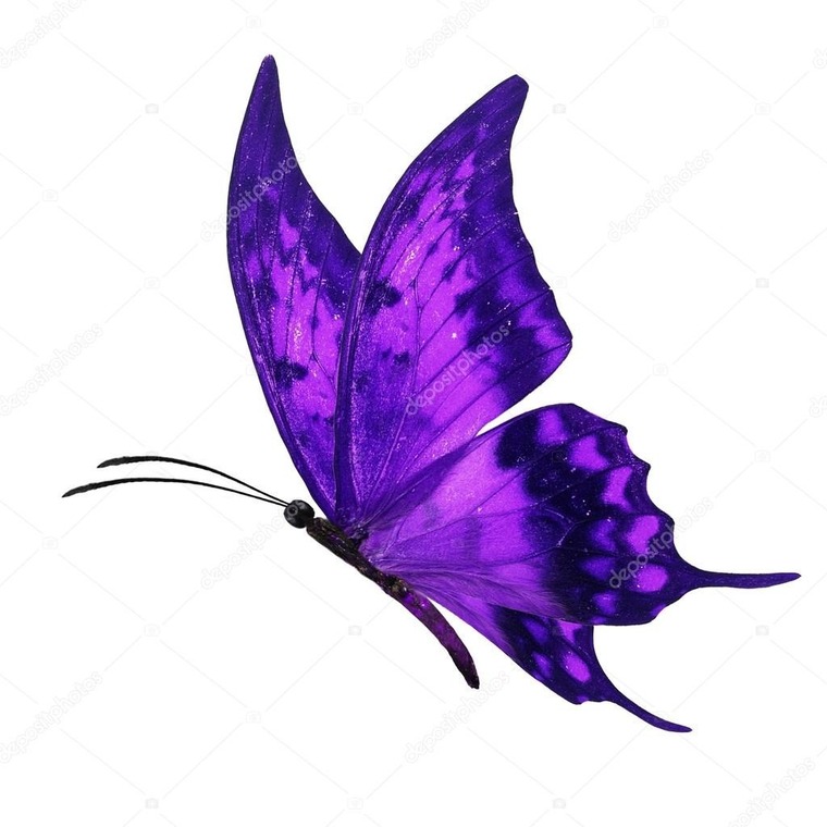 Miss_Butterfly banner image