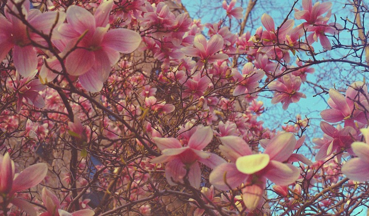 Amaranth Pink cover image