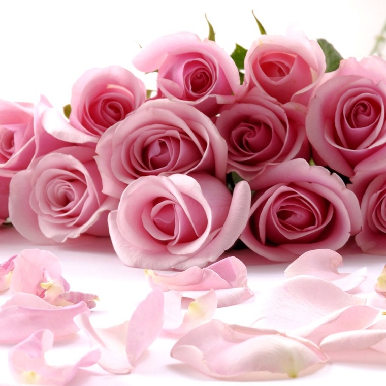 Aries Rose cover image