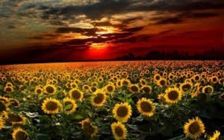 Amberb_LBC2TN banner image