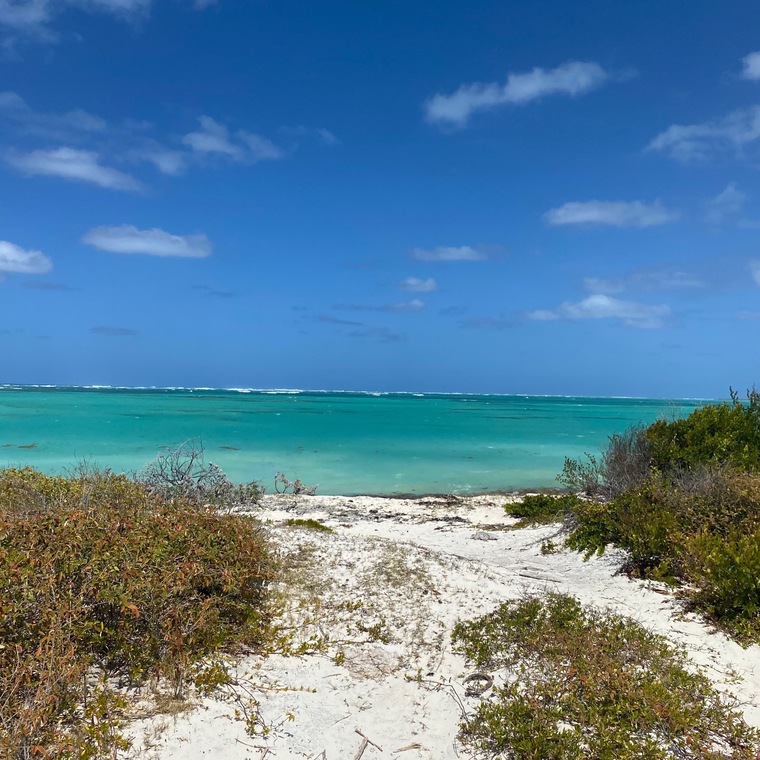 Miss Conch Shell cover image