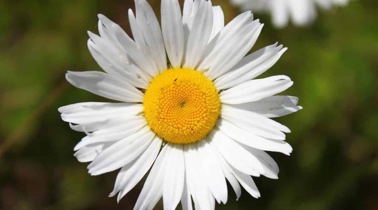 Daisy baby banner image