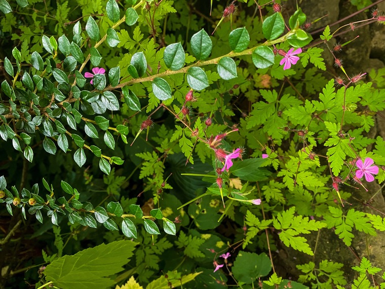 Flora-sole banner image