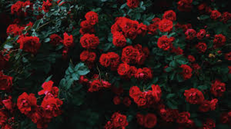 Missjayybaby banner image