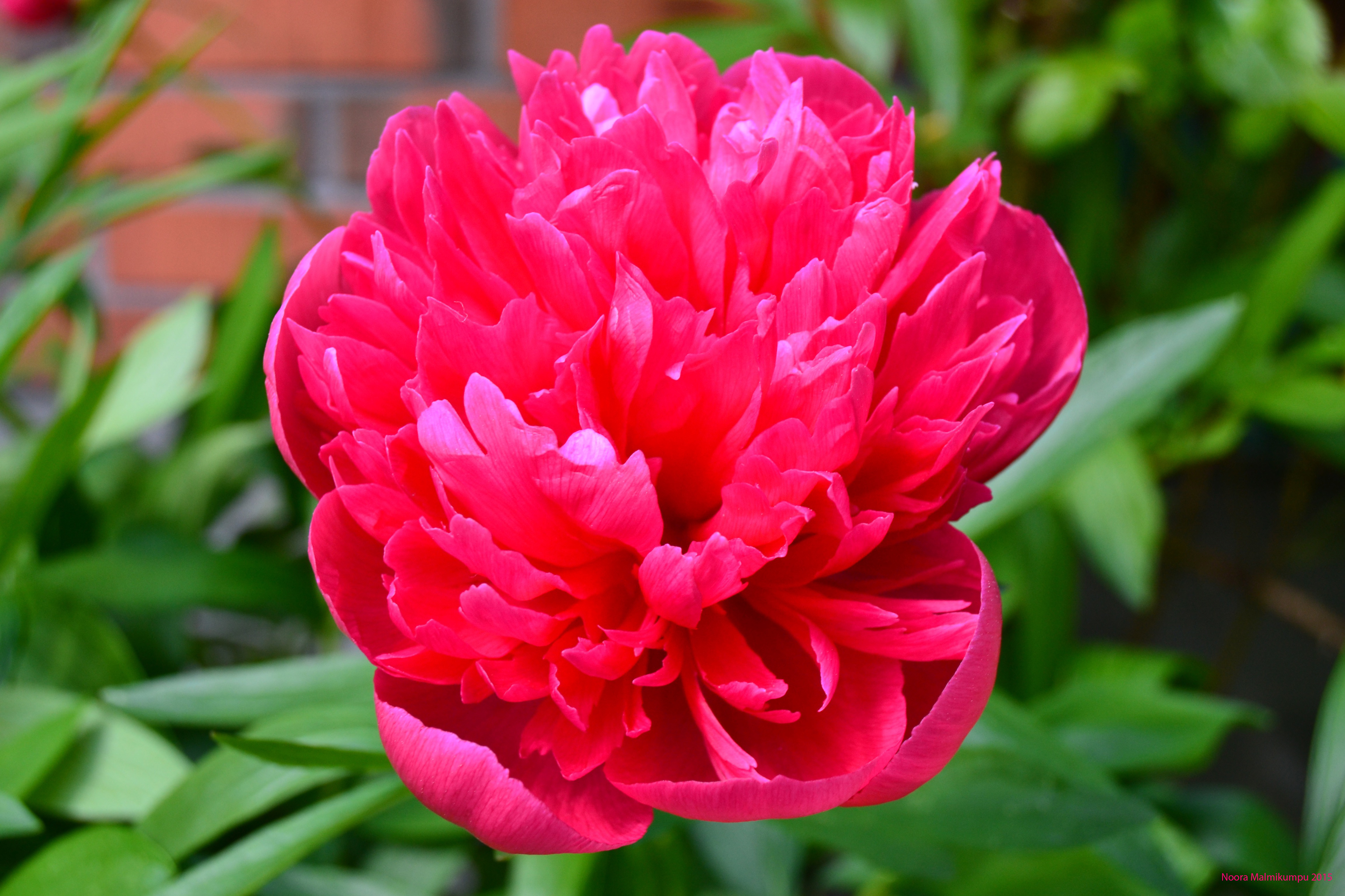 ๐บ Miss Peony ๐บ banner image