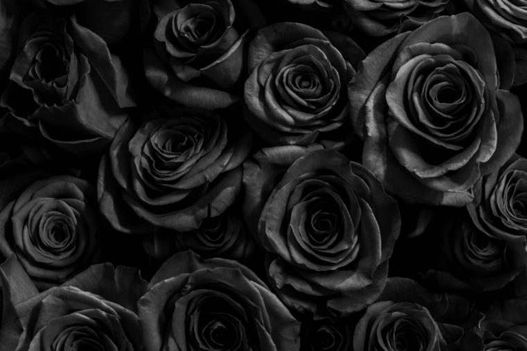 Miss Petite banner image