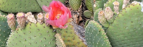 Princess Peony cover image