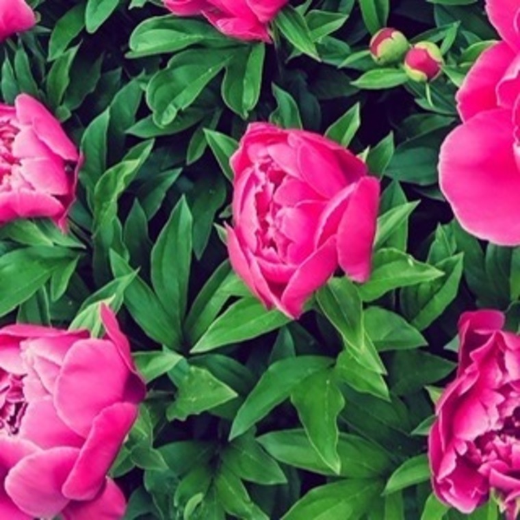 Missy Rose cover image